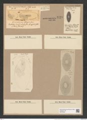 Coscinodiscus oblongus Grev. (de-Toni-Nr.: Genus 202, Species 5012) Zeichnungen Sammlung Grunow Nr. 8724 (NHMW-BOT-W0378300)